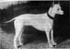 WHITE ENGLISH TERRIER SKETCH~CIRCA 1890.jpg