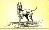 CH ECLIPSE ( WHITE ENGLISH TERRIER)~J. WALSH, OWNER~CIRCA 1890.jpg