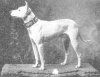 CH WHITE PRINCE~WHITE ENGLISH TERRIER~OWNED BY E.F. BURNS, MASS.~1891.jpg