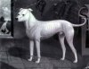 CRIB A SPORTING DOG BY THOMAS ROEBUCK (ENGLISH WHITE TERRIER)~1860.jpg