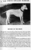 history white english terrier.jpg