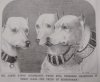 primal bull terriers.jpg