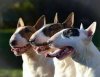 modern bull terriers.jpg