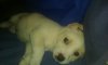 IMG-20160731-WA0042.jpg IMG-20160731-WA0042.jpg