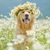 dog-allergies.jpg