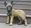 28e62ee99723d26c8a1b488a32c1effe--german-malinois-belgian-malinois-puppies.jpg