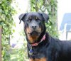 rott ella.jpg