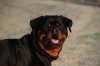 dog-2007694_960_720.jpg