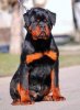 4ca53482957d819a6c4276d7091c4ed1--rottweiler-pups-rottweilers.jpg