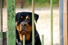 rottweiler-dogs-puppies-4.jpg
