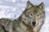 1343067609214022523grey-wolf-staring-at-camera-hi.png