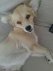 Dog 1.jpg