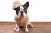 depositphotos_58564549-stock-photo-french-bulldog-wearing-warm-sweater.jpg