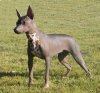 XoloitzcuintliCaminosFridaKahlo11.jpg