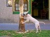 palmera-bull terrier 1.jpg