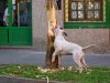 palmera-bull terrier 2.jpg