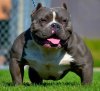 American-Bully-Short.jpg