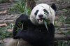 Why-Do-Pandas-Eat-Bamboo-Panda-Eating-Bamboo.jpg