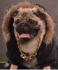 gold-dog.jpg