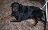rottie 1..jpg