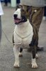 Gryff-Manchester-.jpg