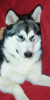 Screenshot_20180618-133315.png
