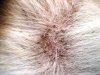 xcuring-dog-skin-disease-21638568.jpg.pagespeed.ic._CvxnXkPZI.jpg