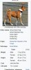 basenji.JPG