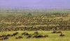 big-herd-wildebeest.jpg