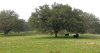 oaks-grazing-Cal-098.jpg