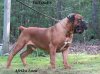 boerboel.jpg