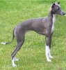 c37fd8952e9ffd46a2fa7bdfe6c0f32f--greyhound-pitbull.jpg