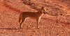 dingo___mt_phillip_western_australia_by_bast4c.jpg