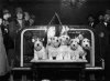 Cruft’s Dog Show in London. 1930.jpg Cruft’s Dog Show in London. 1930.jpg