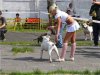 dogshowfashion II.jpg dogshowfashion II.jpg