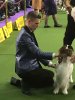 dogshowfashion III.jpg dogshowfashion III.jpg