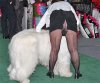 dogshowfashion IV.jpg dogshowfashion IV.jpg