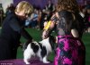 dogshowfashion.jpg dogshowfashion.jpg