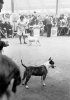 Bull Terrier Crufts 1976 I.jpg