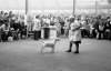 Bull Terrier Crufts 1976 IV.jpg