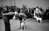 Bull Terrier Crufts 1976 VII R H Oppenheimer.jpg