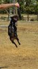 Staffordshire Bull Terrier και στείρωση.jpg