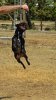 Staffordshire Bull Terrier και στείρωση.jpg Staffordshire Bull Terrier και στείρωση.jpg