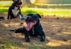 Staffordshire Bull Terrier θηλυκό και στείρωση.jpg Staffordshire Bull Terrier θηλυκό και στείρωση.jpg