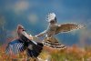 BigPicture214-4.jpg BigPicture214-4.jpg