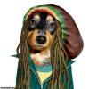 rasta-dog.jpg