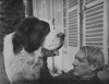 Pablo Picasso with Bob, the family’s Pyrenean Mountain dog at Boisgeloup, 1930 - Αντιγραφή.jpg