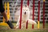 Simon-the-husky---agility---aginotes.jpg