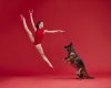 Dancers-Dogs-playfully-share-the-spotlight-in-a-new-photography-book-5dbb3f5570718__880.jpg