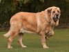 Spanish Mastiff 02.jpg